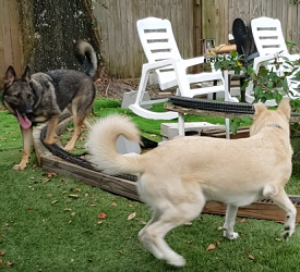 Rocket Chasing Kai Around And Around The Barkyard